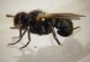 Thecophora melanopa
